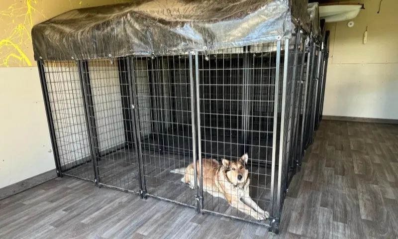 Dog kennels inside the garage. Our dog staring at us from inside one of them.